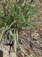 Frasera albicaulis columbiana