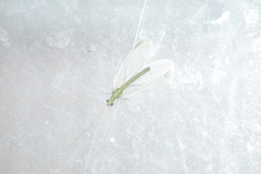 Chrysopa quadripunctata