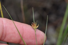 Rhynchospora gracilenta