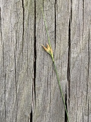 Rhynchospora gracilenta