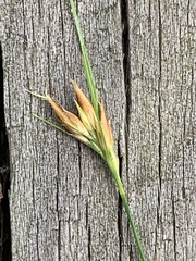 Rhynchospora gracilenta