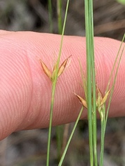 Rhynchospora gracilenta
