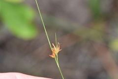 Rhynchospora gracilenta