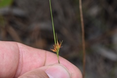 Rhynchospora gracilenta