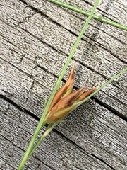 Rhynchospora gracilenta