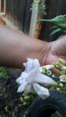 Pandorea jasminoides