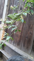 Pandorea jasminoides