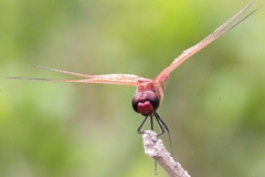 Tramea loewii