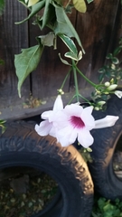Pandorea jasminoides