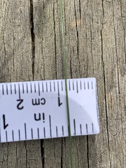 Rhynchospora gracilenta