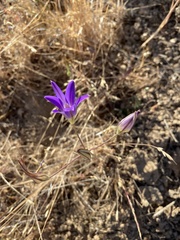 Brodiaea elegans