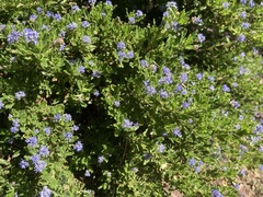Ceanothus papillosus