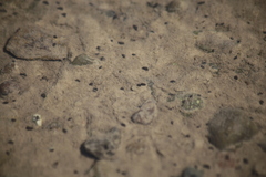 Potamopyrgus antipodarum