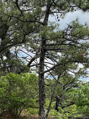 Pinus pungens