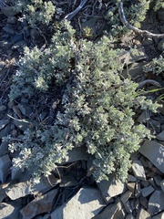 Artemisia arbuscula