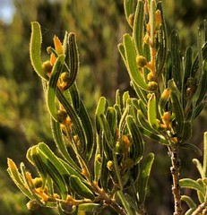 Acacia wilhelmiana