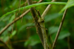 Tipulidae