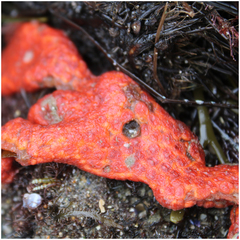 Metandrocarpa dura