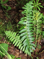 Taphrina polystichi