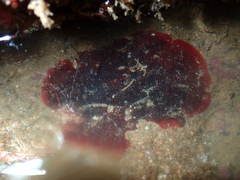 Watersipora subatra