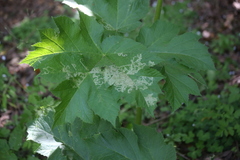 Phytomyza spondylii group