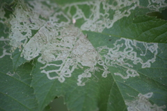 Phytomyza spondylii group