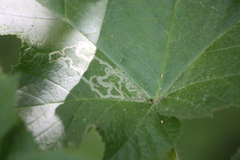 Phytomyza spondylii group