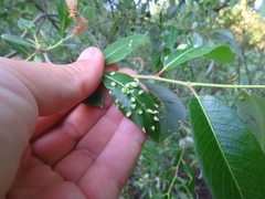 Aculus