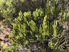 Acacia wilhelmiana