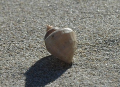 Ladislavella atkaensis