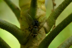 Diptera