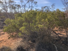 Acacia wilhelmiana