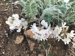 Astragalus parryi