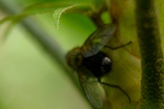 Diptera