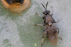 Cyphomyia erecta