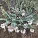 Parry's Milkvetch - Photo (c) dlehle, some rights reserved (CC BY-NC), uploaded by dlehle