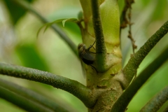 Diptera