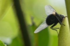 Diptera