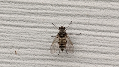 Chrysopilus proximus