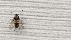 Chrysopilus proximus