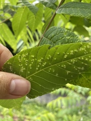 Pseudomicrostroma juglandis