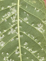Pseudomicrostroma juglandis