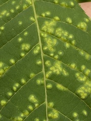 Pseudomicrostroma juglandis