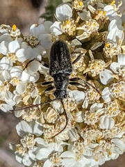 Brachysomida californica