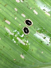 Aslamidium semicirculare