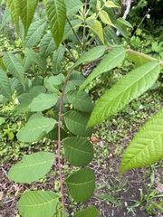 Pseudomicrostroma juglandis