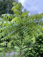 Pseudomicrostroma juglandis