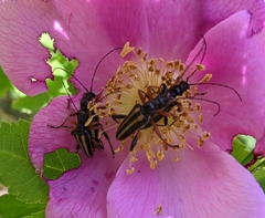 Cortodera longicornis