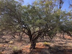 Alectryon oleifolius