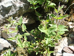 Nothochelone nemorosa